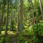山林の相続